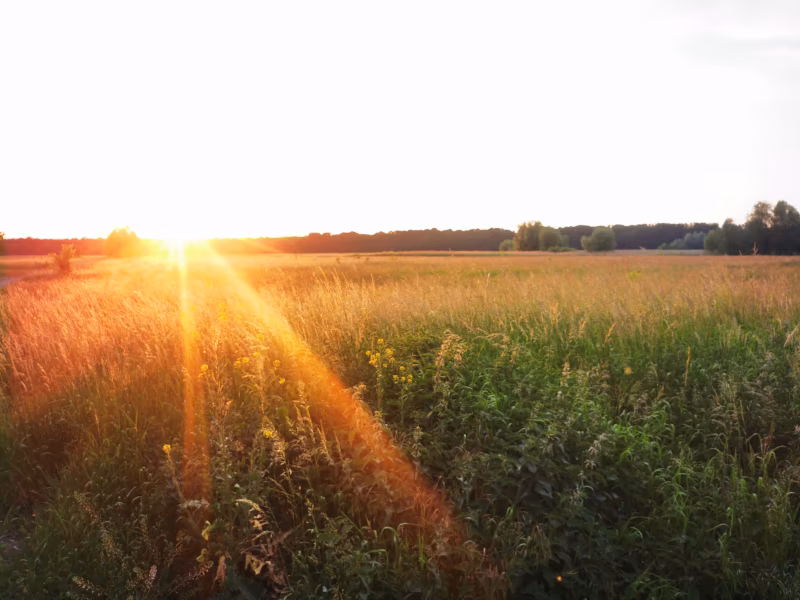Sonnenuntergang über den Feldern in der Nähe von Hot Milk Studio